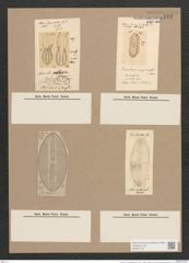 Navicula lyra var. elliptica Möll. (de-Toni-Nr.: Genus 1, Species 327) Zeichnungen Sammlung Grunow Nr. 743 (NHMW-BOT-W0367133)